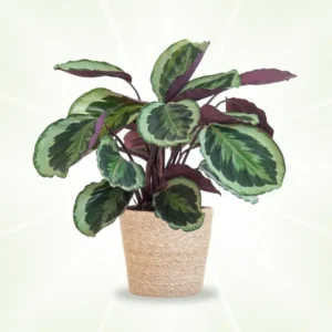 calathea medallion basket naturale