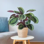calathea medallion basket naturale