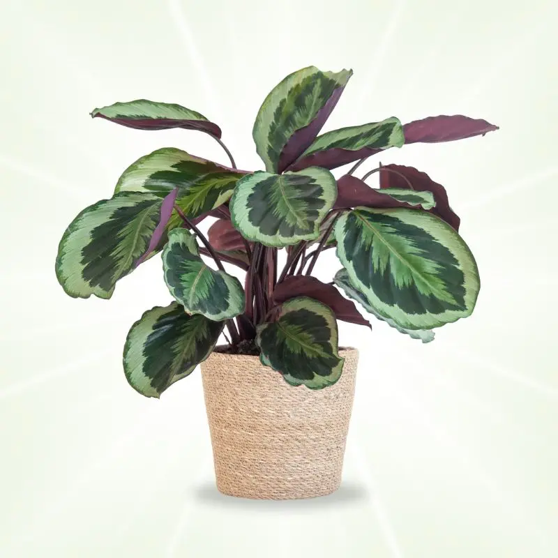 calathea medallion basket naturale