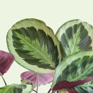 foglie calathea medallion