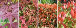 6 Piante a Foglia Rossa da Esterno