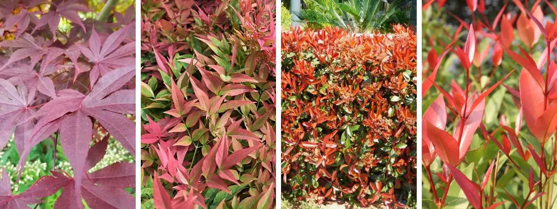 6 Piante a Foglia Rossa da Esterno