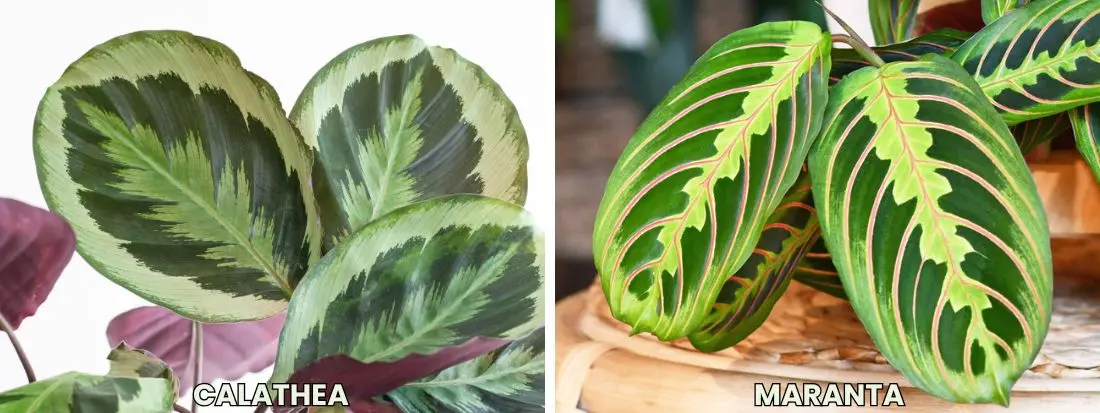 Calathea vs Maranta