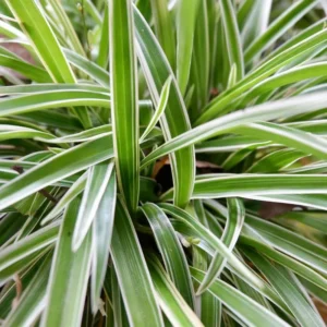 Chlorophytum Comosum foglie