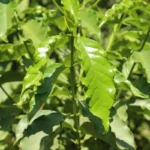Coffea Arabica foglie