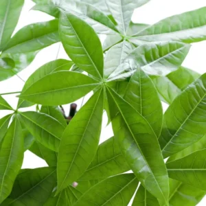 Pachira Aquatica foglie