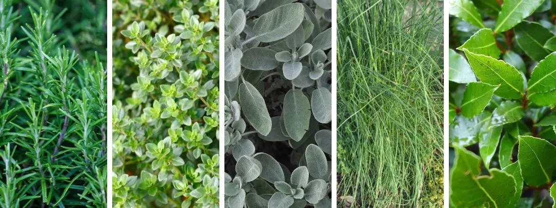 Piante Aromatiche Perenni Resistenti al Freddo