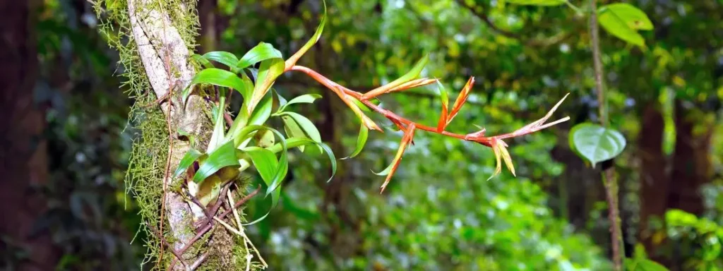Piante Epifite