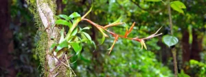 Piante Epifite