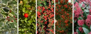 Piante Natalizie con Bacche Rosse