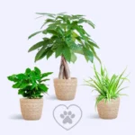 Piante Pet Friendly - Box Piccolo