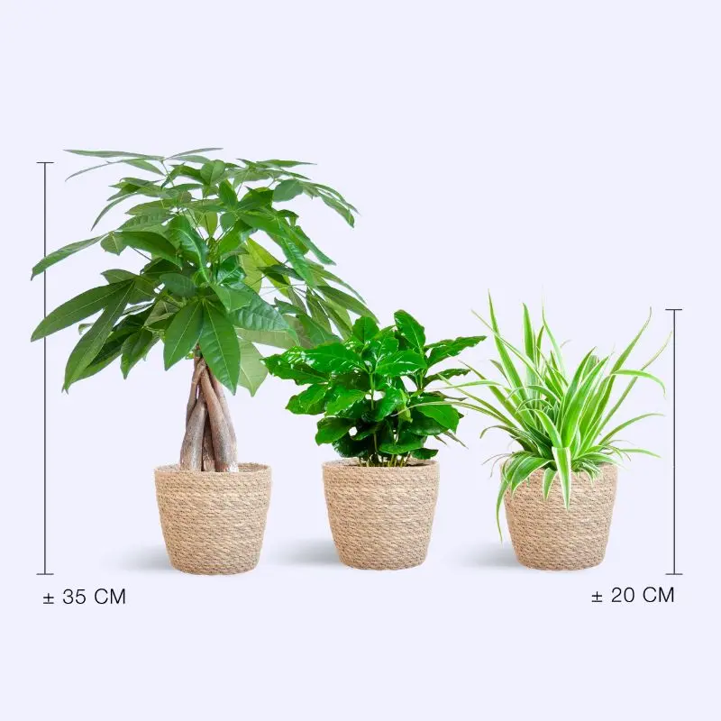 Piante Pet Friendly - Box Piccolo dimensioni piante