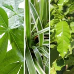 Piante Pet Friendly - Box Piccolo piante incluse