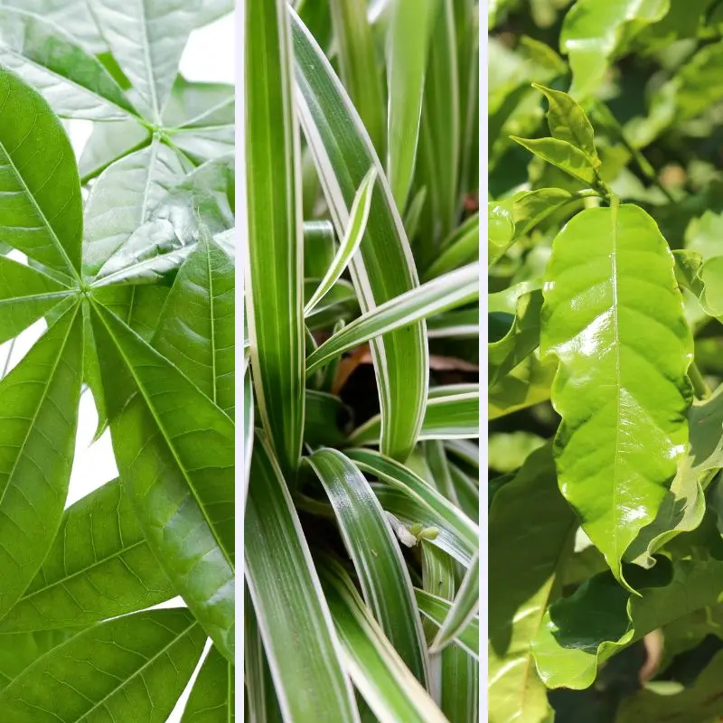 Piante Pet Friendly - Box Piccolo piante incluse