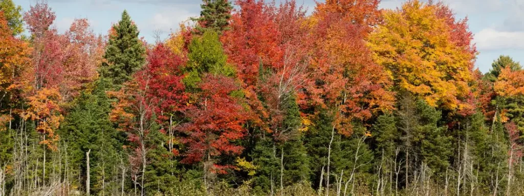 Acero Rosso Quando Piantarlo