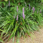 Liriope muscari 'Ingwersen'