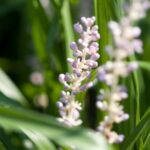Liriope muscari 'Monroe White'