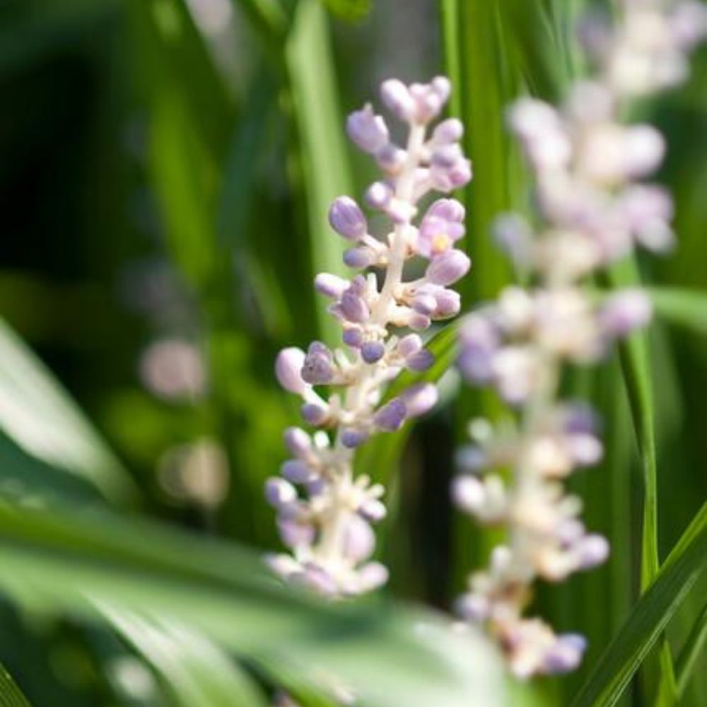 Liriope muscari 'Monroe White'