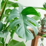 Monstera Deliciosa