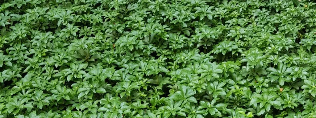Pachysandra Tappezzante