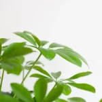 Schefflera arboricola 'Nora' dettaglio foglia