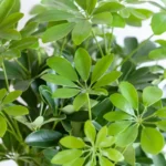 Schefflera arboricola 'Nora' foglie