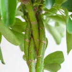 Schefflera arboricola 'Nora' tronco