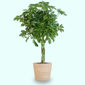 Schefflera arboricola 'Nora' vaso sofia