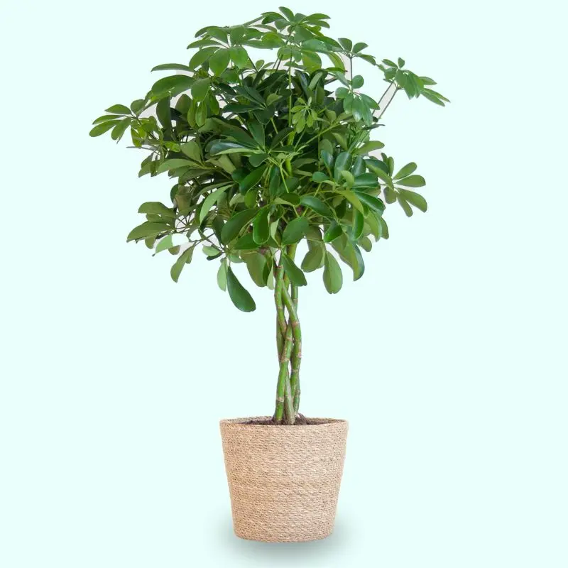 Schefflera arboricola 'Nora' vaso sofia