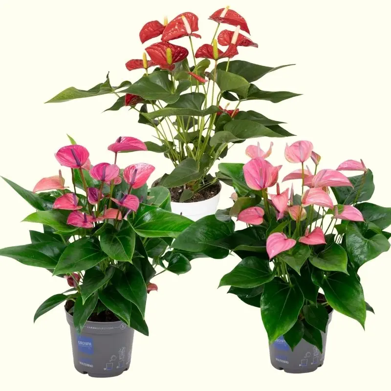 Set Anthurium Rosa-Viola-Rosso
