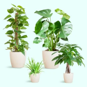 Verde Senza Stress - Box Medio con viber bianco