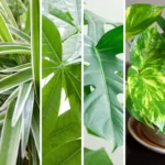 Verde Senza Stress - Box Medio - immagine 2