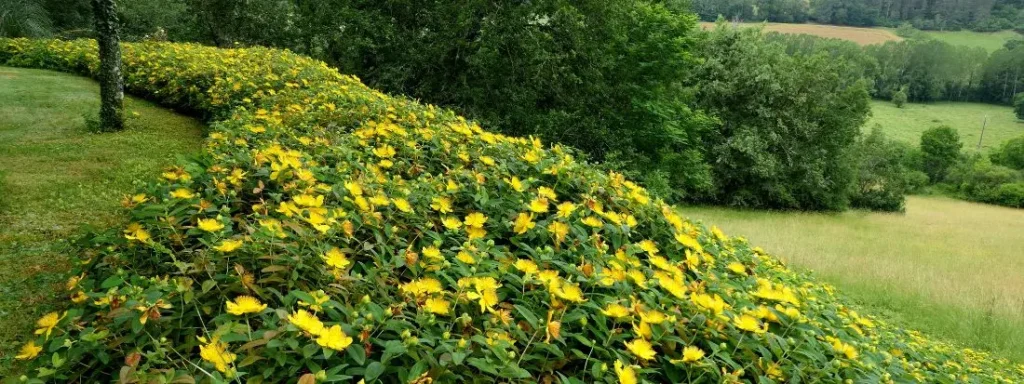 iperico pianta tappezzante