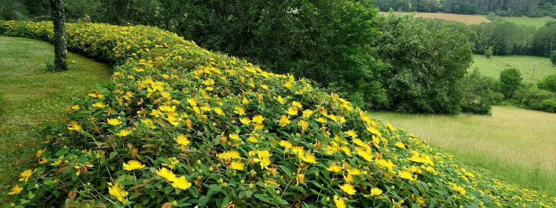 iperico pianta tappezzante