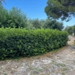 Pittosporum tobira - immagine 2