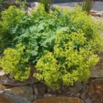 Alchemilla mollis