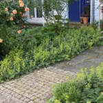 Alchemilla mollis ambientata