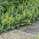 Alchemilla mollis bordura