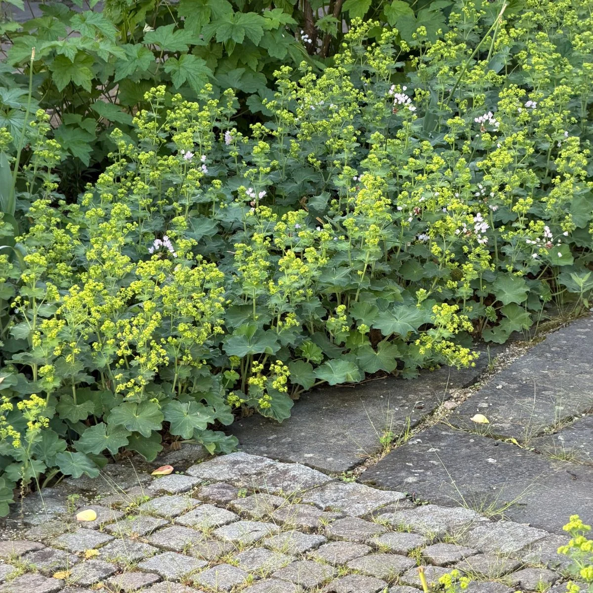 Alchemilla mollis bordura