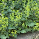 Alchemilla mollis fioritura
