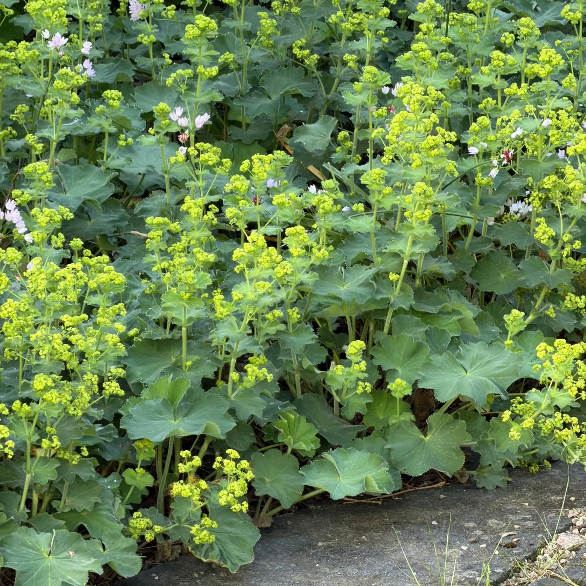 Alchemilla mollis fioritura
