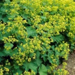 Alchemilla mollis fioritura