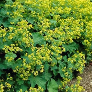 Alchemilla mollis fioritura