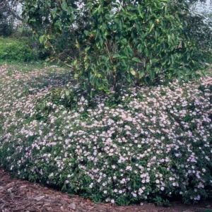 Aster ageratoides 'Asran'