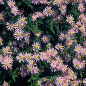 Aster ageratoides 'Asran' fioritura