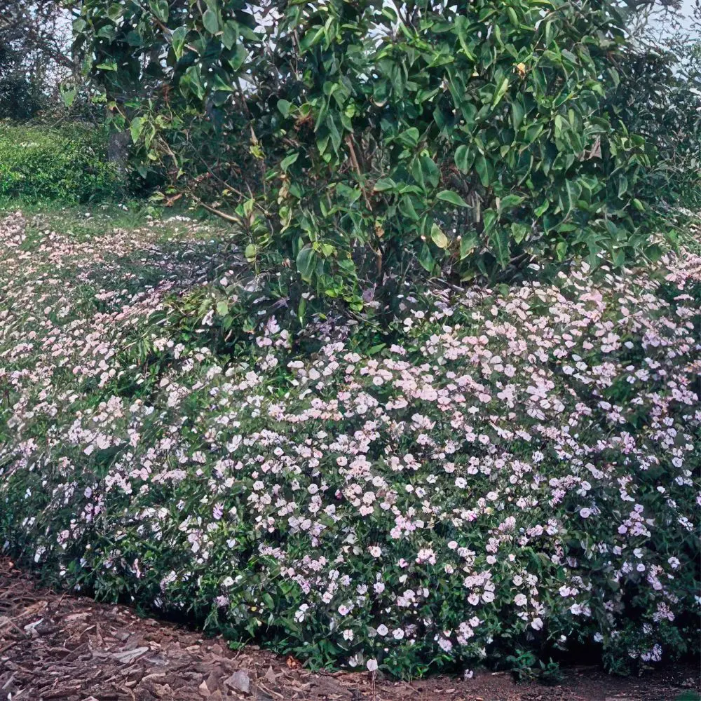Aster ageratoides 'Asran'