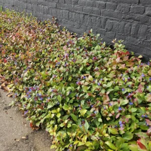 Ceratostigma plumbaginoide