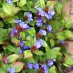Ceratostigma plumbaginoides fiore