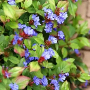 Ceratostigma plumbaginoides fiore
