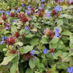 Ceratostigma plumbaginoides fioritura